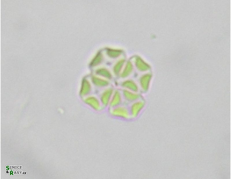 Crucigenia tetrapedia