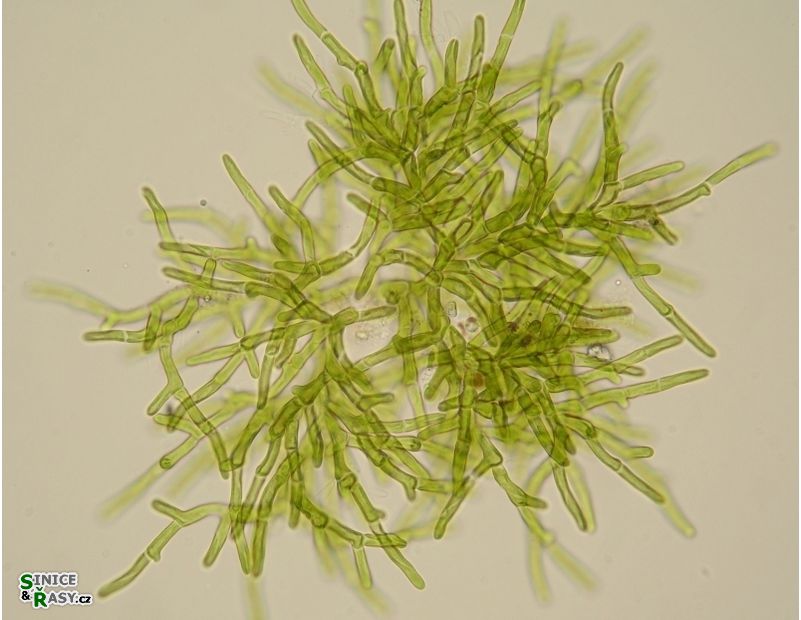 Microthamnion strictissimum