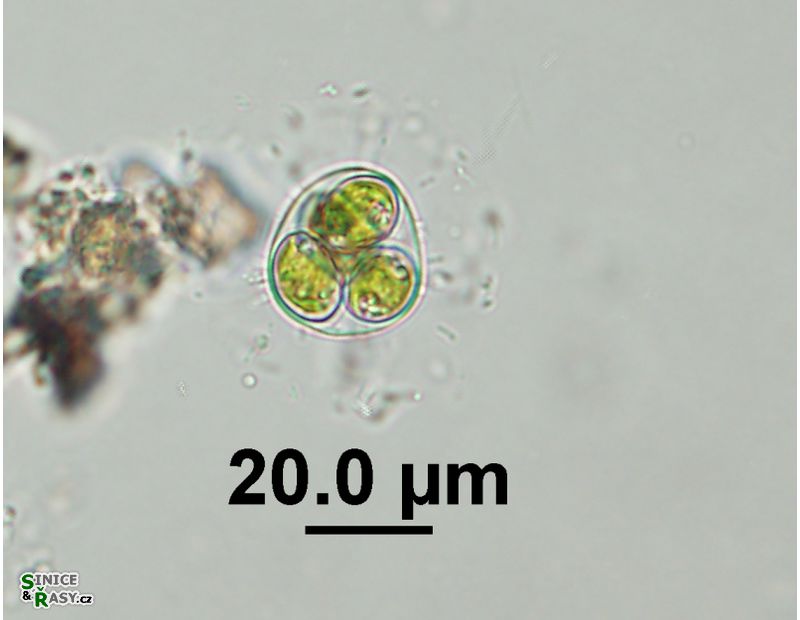 Oocystis marssonii