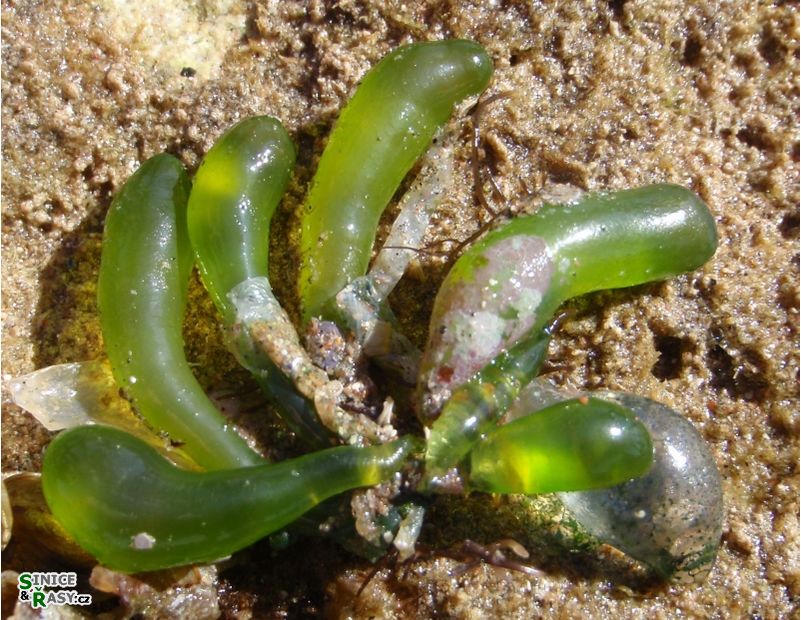 Boergesenia forbesii