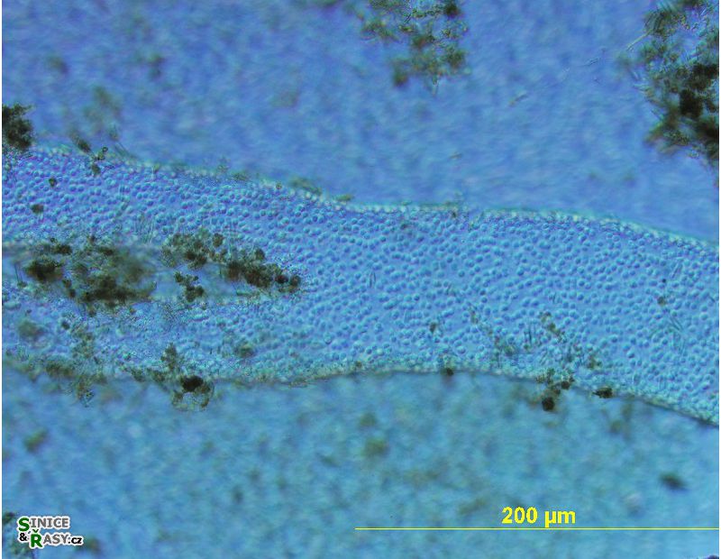 Hydrurus foetidus