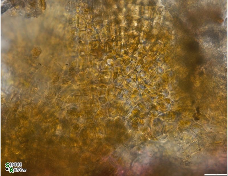 Heribaudiella fluviatilis