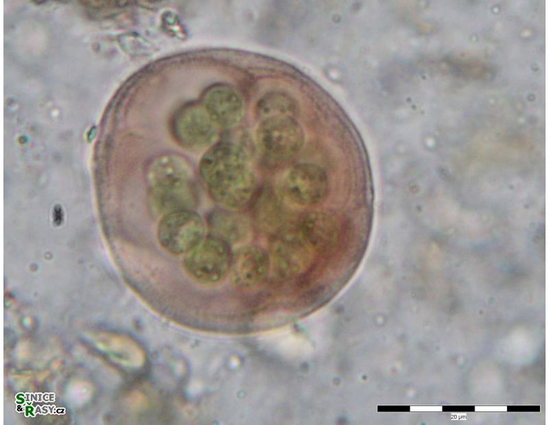 Asterocapsa submersa