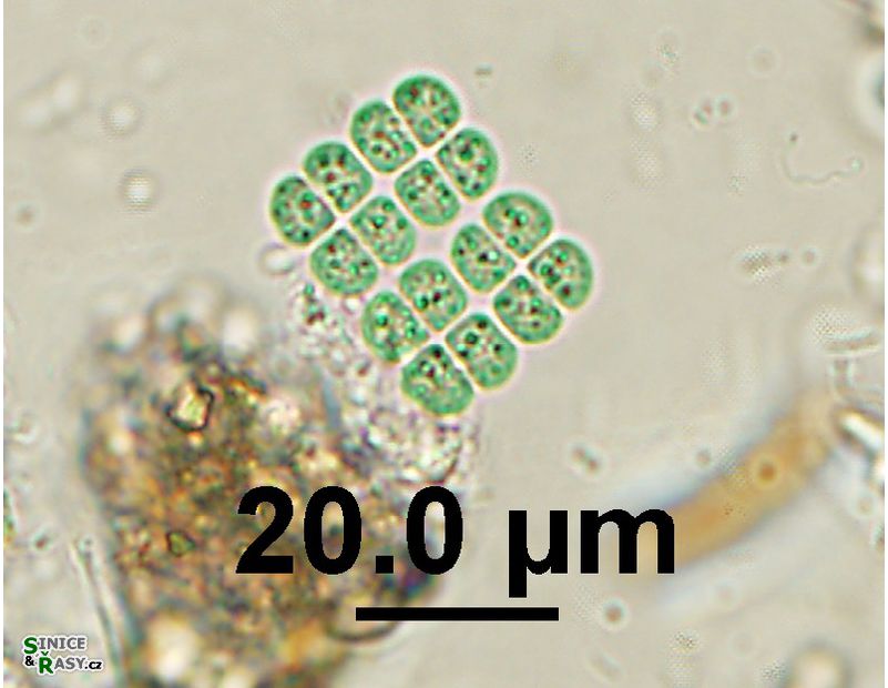 Merismopedia sphagnicola