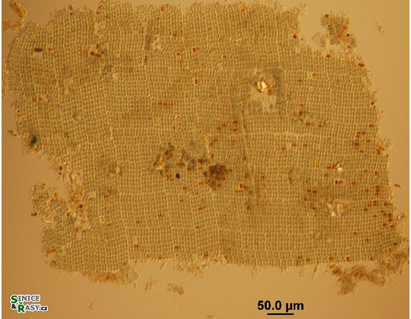 Microcrocis geminata