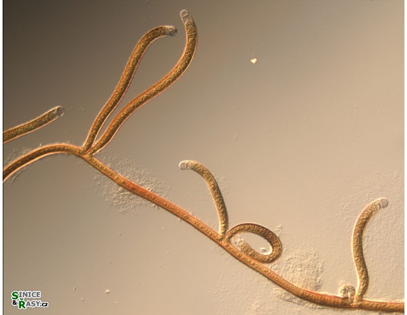 Scytonema sp.