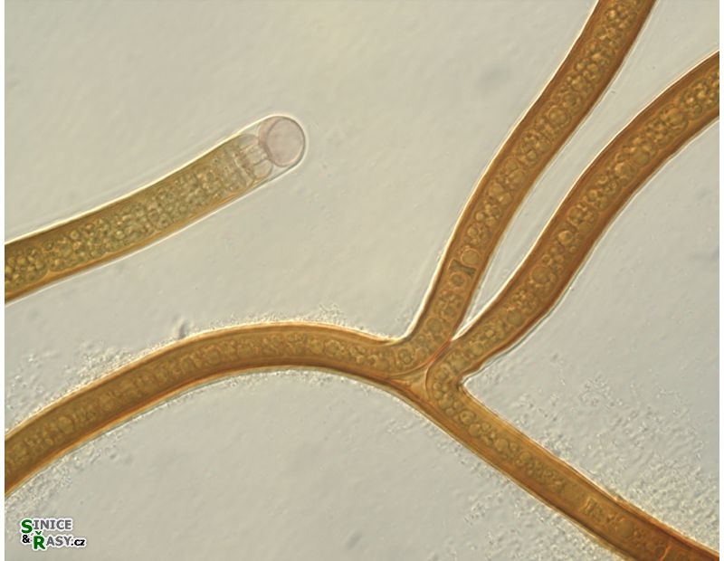 Scytonema sp.