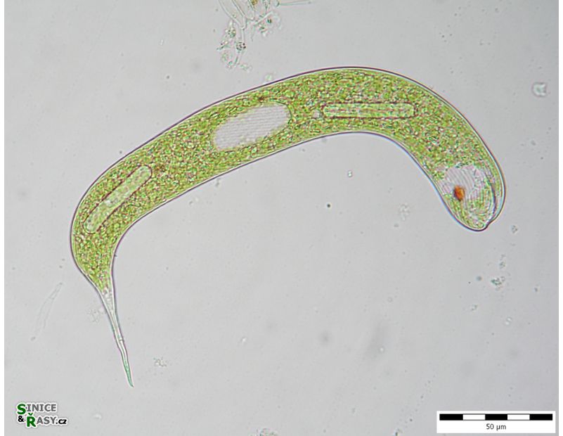 Lepocinclis oxyuris