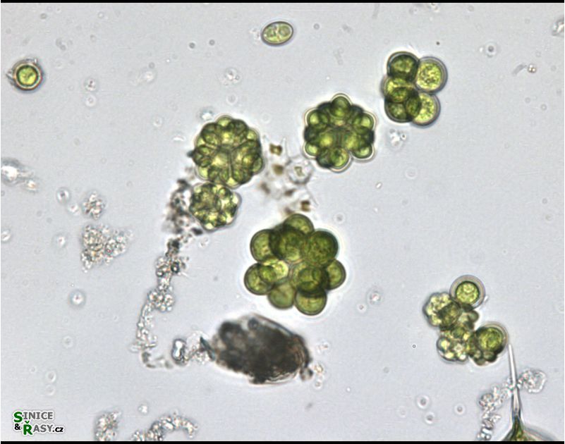 Coelastrum microporum