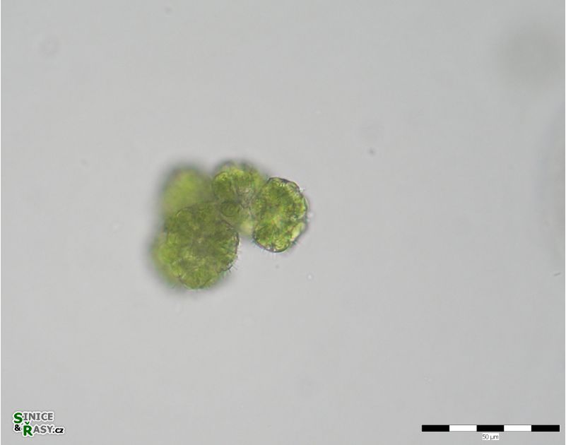 Botryococcus braunii