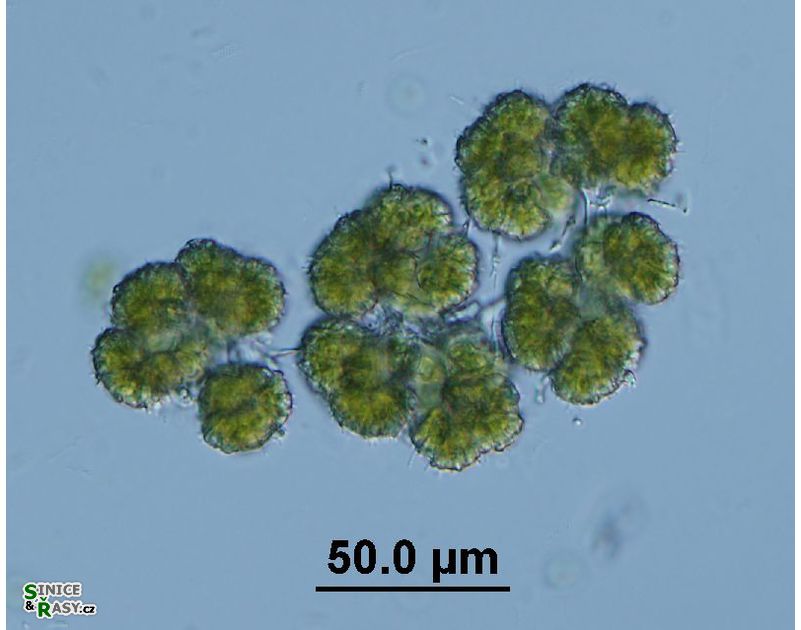 Botryococcus neglectus