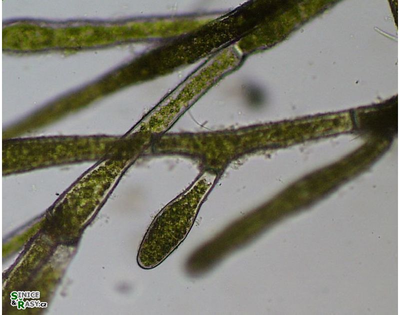 Aegagropila linnaei
