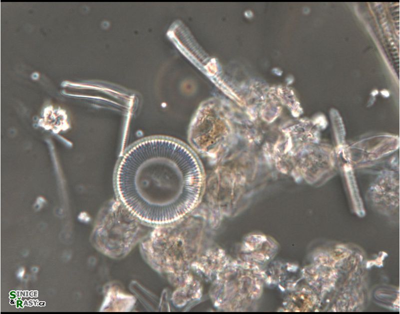 Cyclotella distinguenda