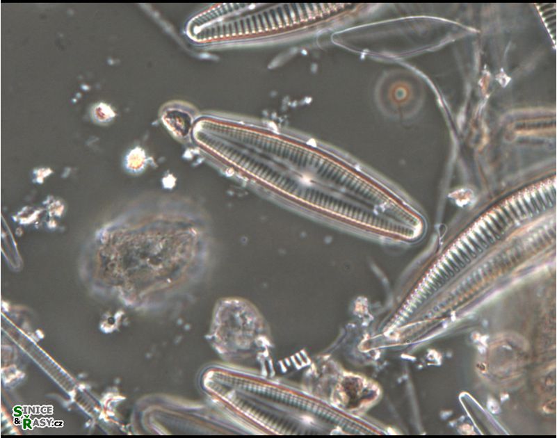Cymbopleura subaequalis
