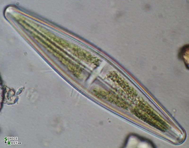 Stauroneis phoenicenteron