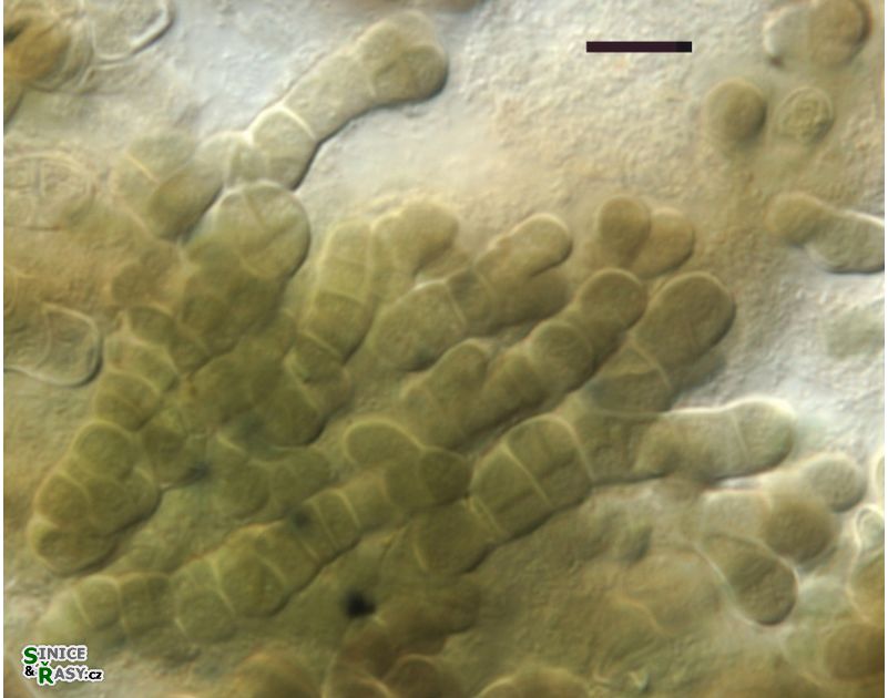 Pleurocapsa minor