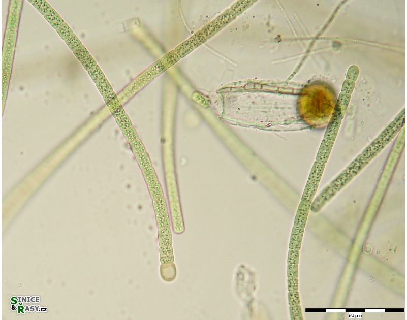 Tolypothrix sp.