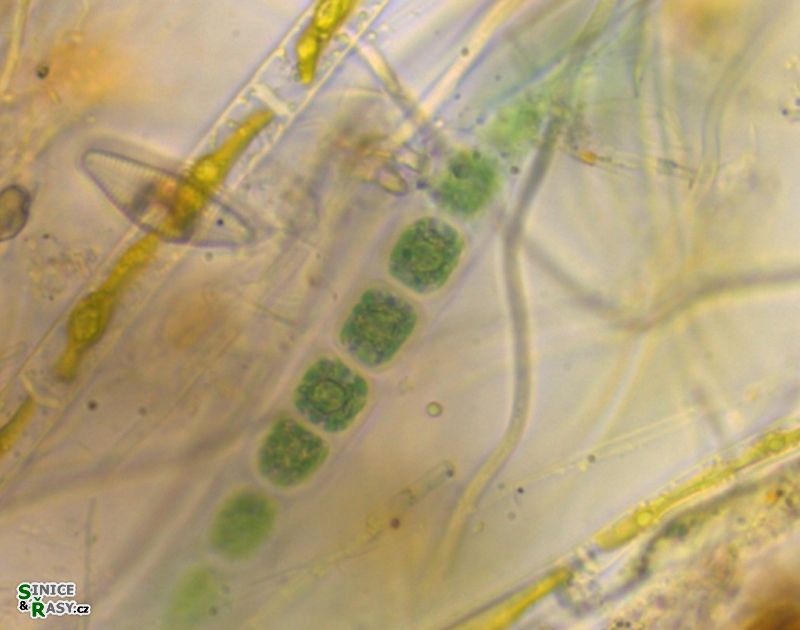 Chroothece mobilis