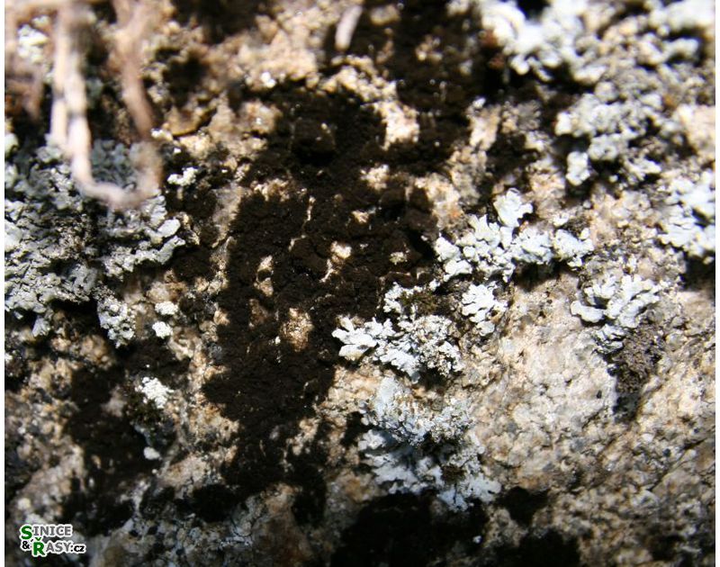 Hassallia byssoidea