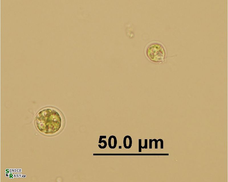 Chlamydomonas sp.