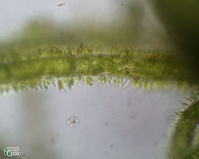 Characium
