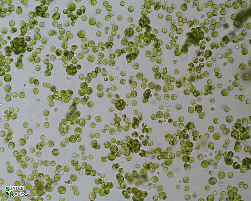 Neochloris alveolaris