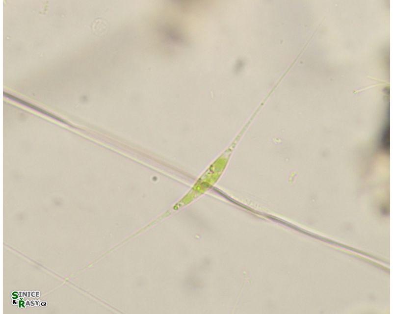 Schroederia setigera