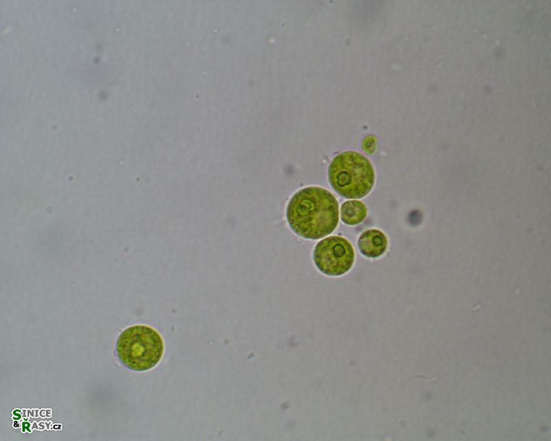 Spongiochloris irregularis