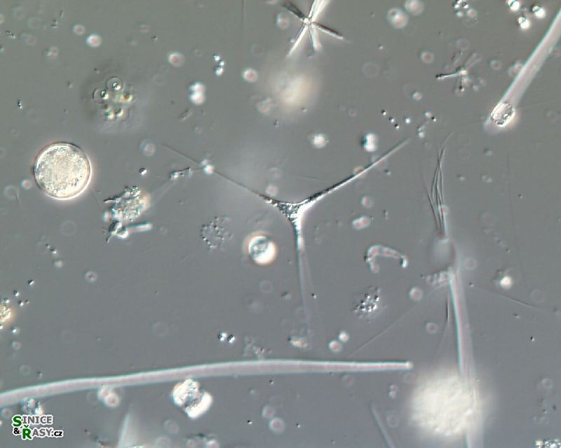 Tetraedron longispinum