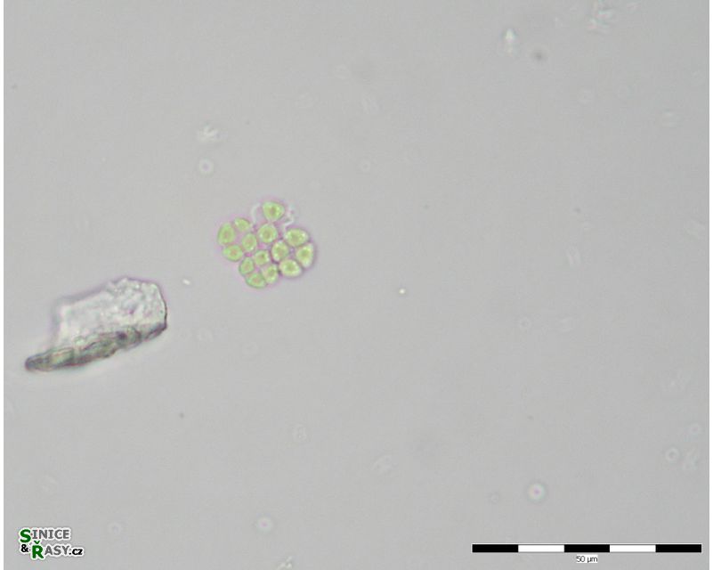 Tetrastrum triangulare