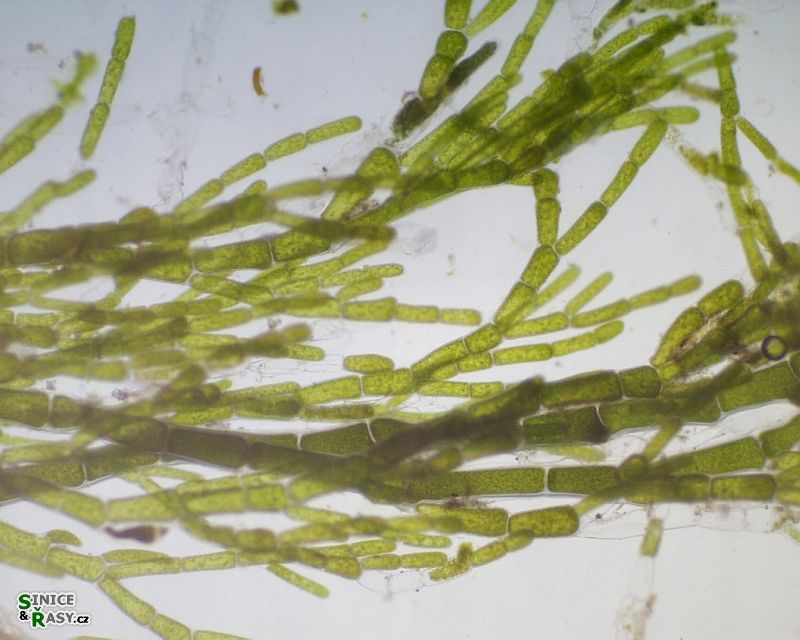 Cladophora glomerata
