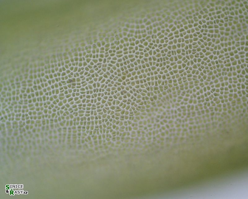 Ulva intestinalis