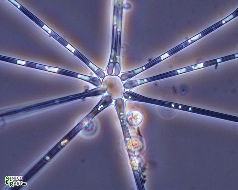 Asterionella formosa