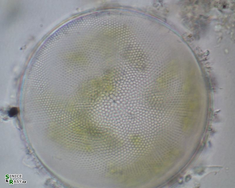 Coscinodiscus