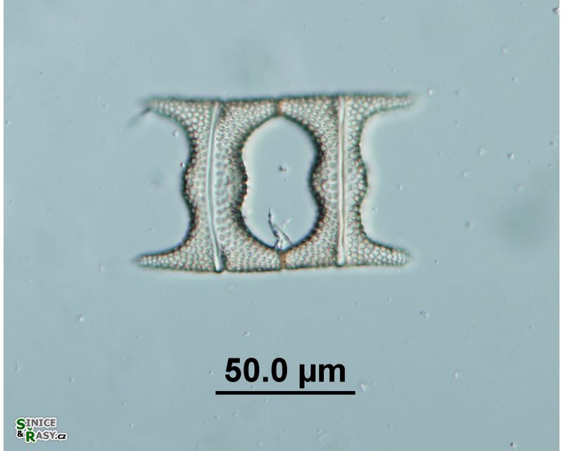 Eucampia balaustinum
