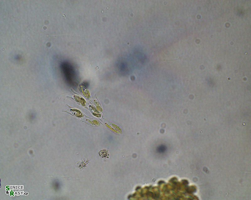 Dinobryon sertularia