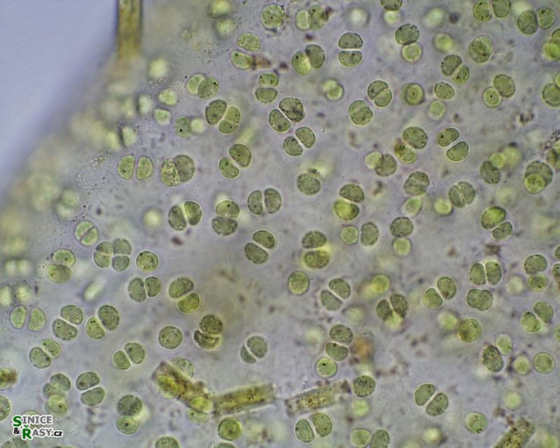 Hydrurus foetidus