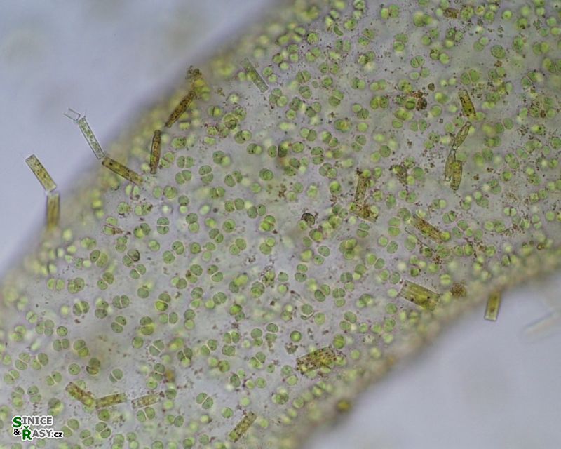 Hydrurus foetidus