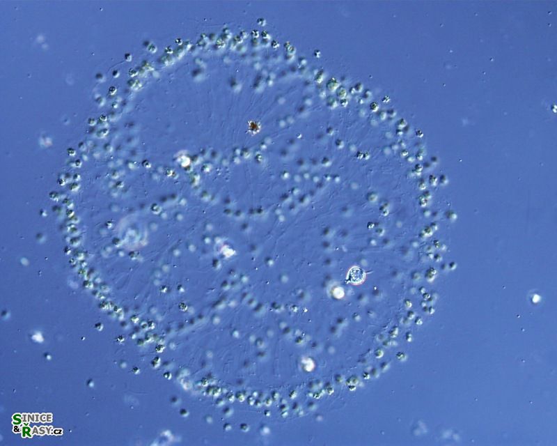 Uroglena