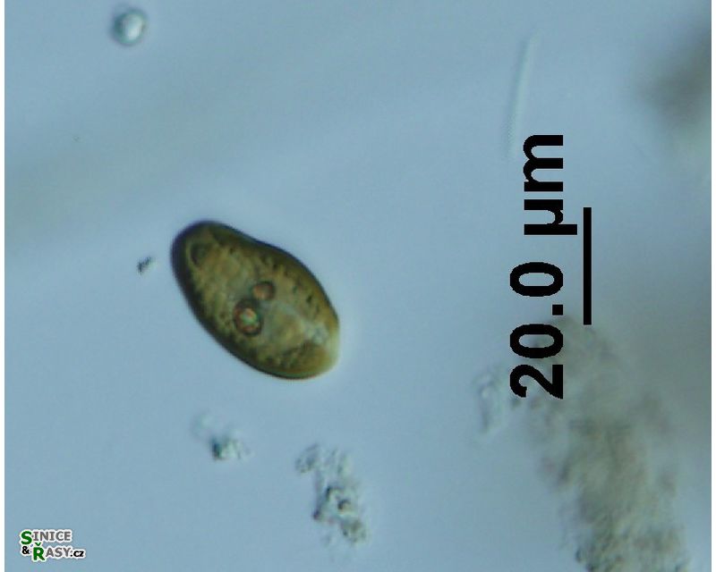 Cryptomonas sp.