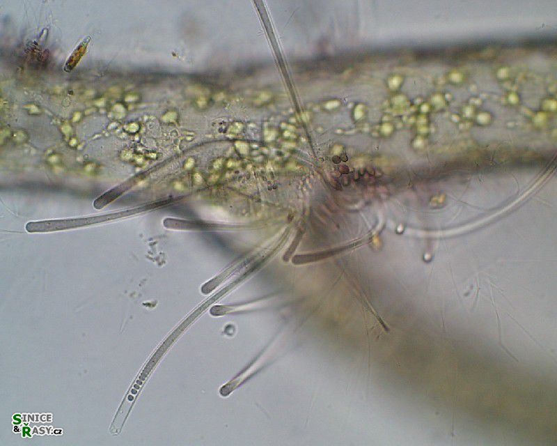 Chamaesiphon rostafinskii