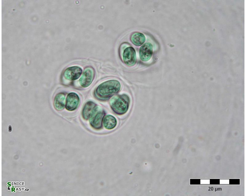 Eucapsis cf. parallelepipedon