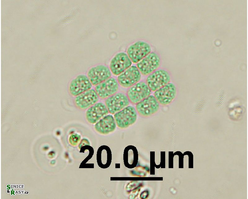 Merismopedia sphagnicola