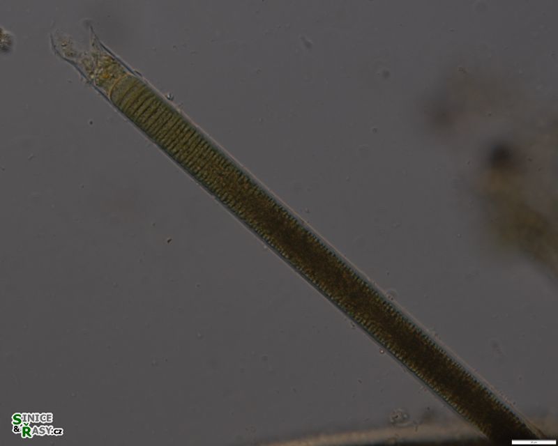 Limnoraphis hieronymusi