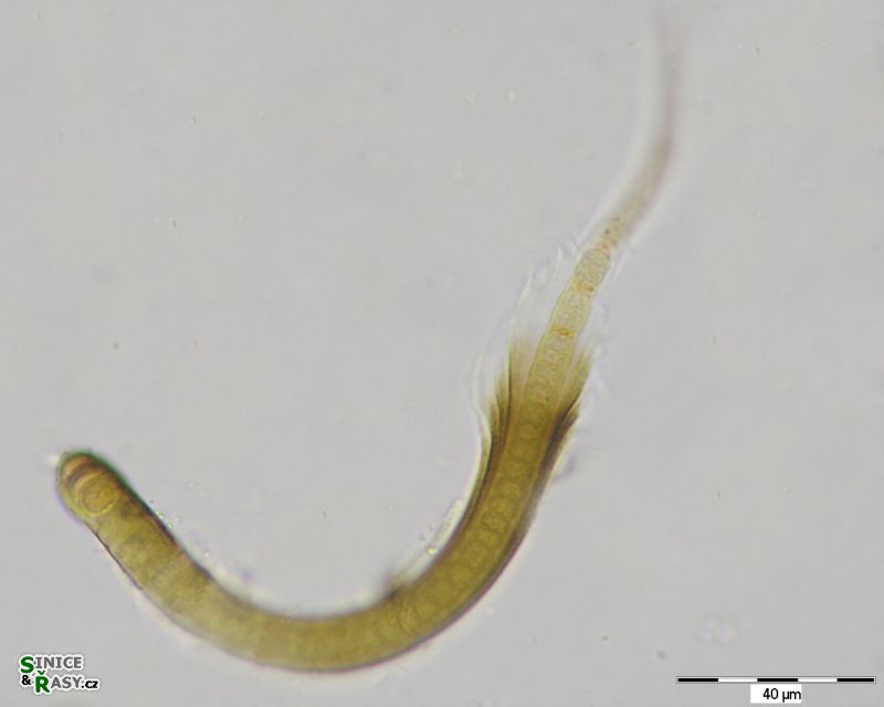 Calothrix parietina