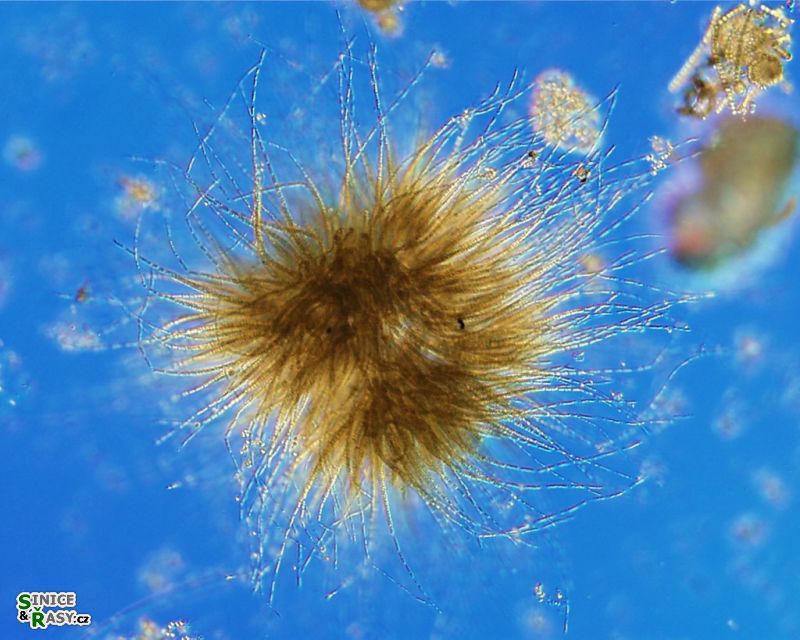 Gloeotrichia echinulata