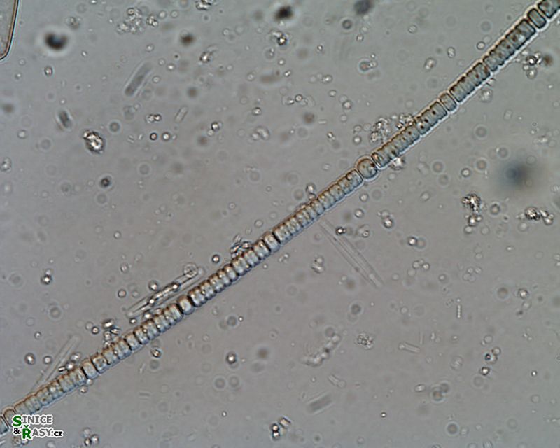 Nodularia moravica