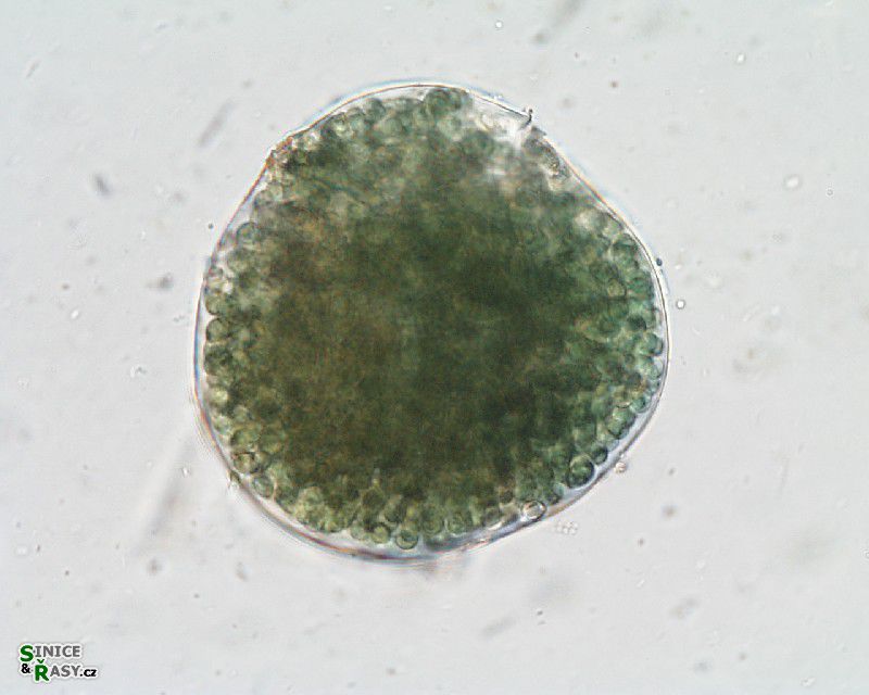 Nostoc paludosum