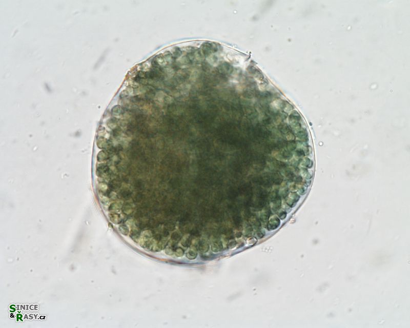 Nostoc paludosum