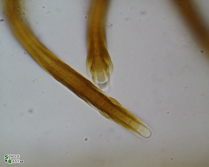 Scytonema